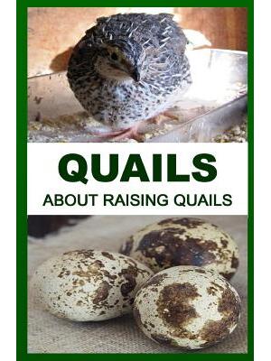 Quails : About Raising Quails - Boganto