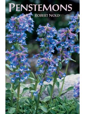 Penstemons - Boganto