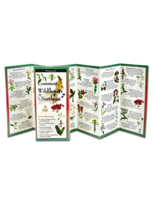 Common Wildflowers of the Northeast - Boganto