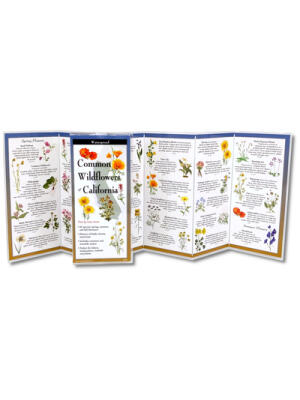 Common Wildflowers of California - Boganto