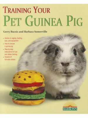 Training Your Guinea Pig - Boganto
