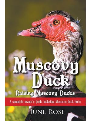Muscovy Duck: Raising Muscovy Ducks - Boganto